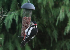 20181208 Great Spotted Woodpecker